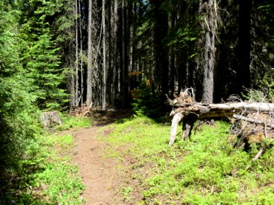 Colville NF Big Meadow Lake Trail logout June 2020 by Sharleen Puckett