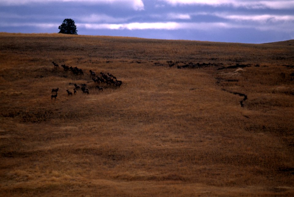 Herd of Roosevelt Elk.jpg