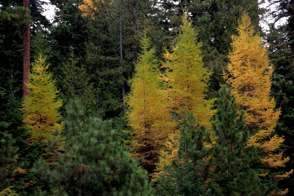 Fall color-2.jpg