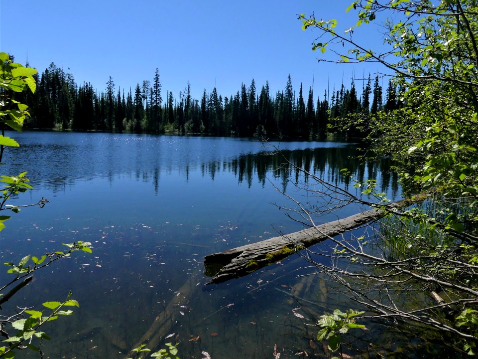 Colville NF Davis Lake Tral June 2020 by Sharleen Puckett 11