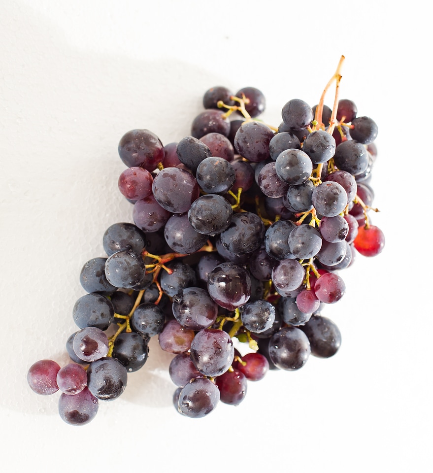 Grape winegrowing vine
