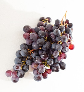 Grape winegrowing vine