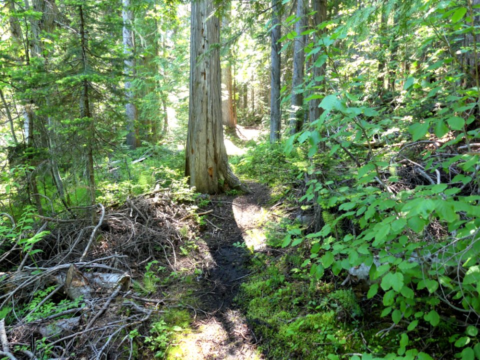 Colville NF Davis Lake Tral June 2020 by Sharleen Puckett 16
