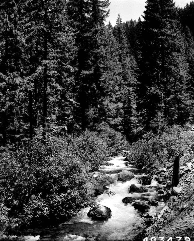 483470 Roaring River, So Fork MKenzie River, Willamette NF, OR 1957