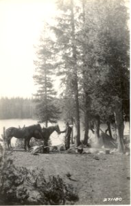 16100-10 Forester in camp with two horses c1930