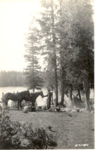 16100-10 Forester in camp with two horses c1930 photo