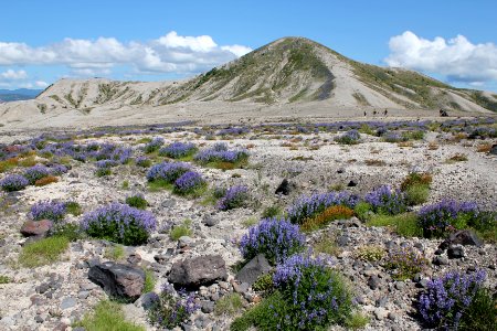 Lupine in bloom near the Plains of Abraham, Mount St Helens NVM on the Gifford Pinchot National Forest photo