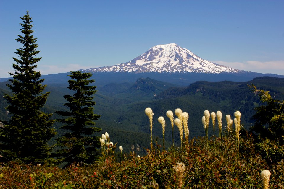 Mount Adams and xerophyllum tenax (beargrass) along Juniper Ridge Trail (261) on the Gifford Pinchot National Forest