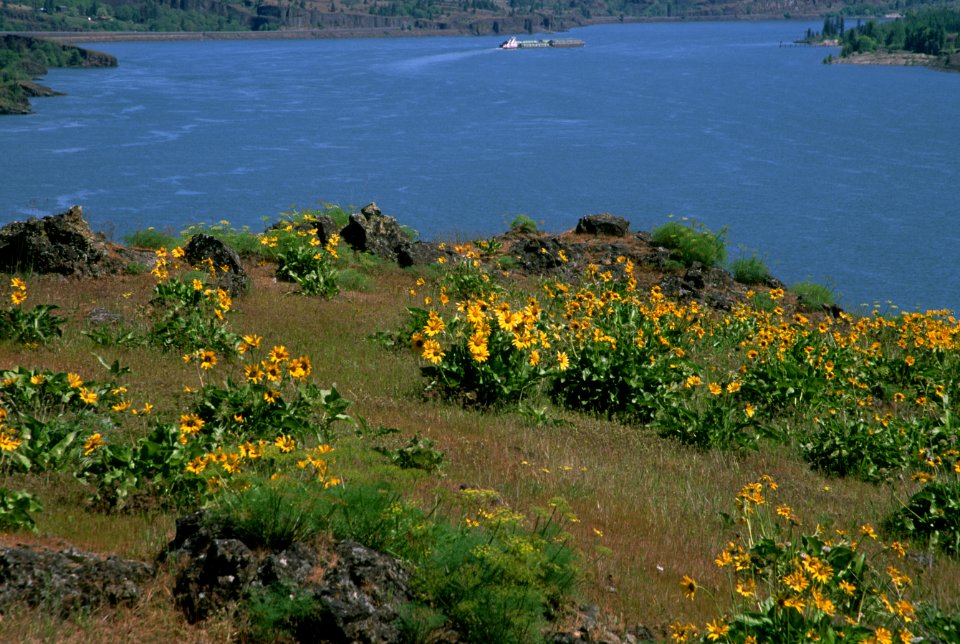 Columbine and the Columbia River, Columbia River Gorge National Scenic Area.jpg