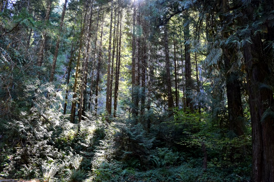 View from Boulder Flat Campground, Umpqua National Forest