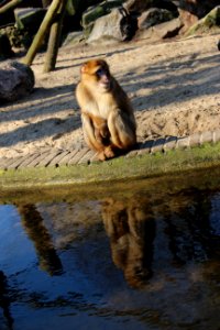 Monkey photo