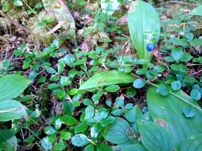 Berry of the queen's cup lily along Old Sauk Trail, Mt. Baker-Snoqualmie National Forest. Photo by Anne Vassar July 30, 2020.