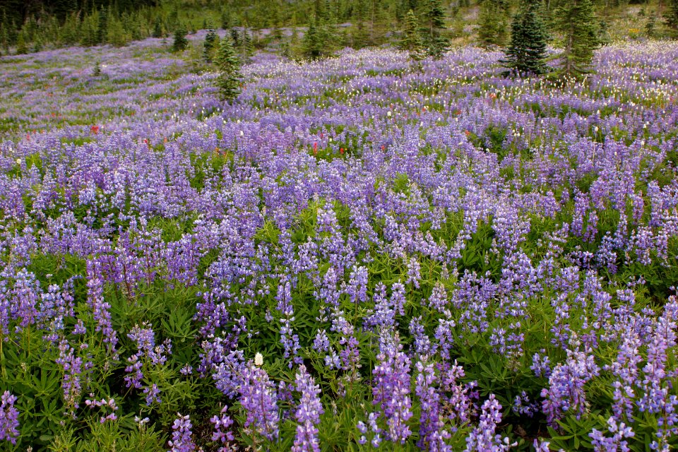 Lupine in bloom along the Pacific Crest Trail near Snowgrass Flat, Goat Rocks Wilderness on the Gifford Pinchot National Forest