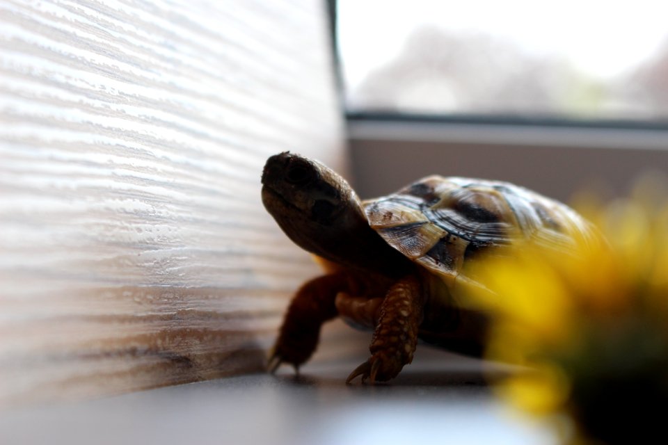 Turtle