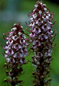 Umpqua NF - Elephant's Head, Huckleberry Lake, OR 1981