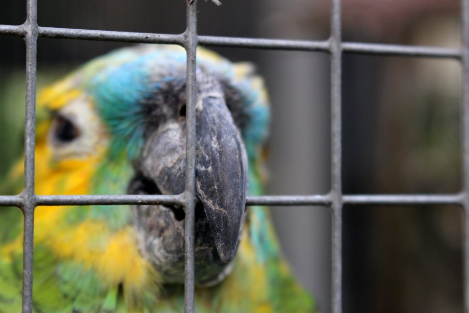 Parrot