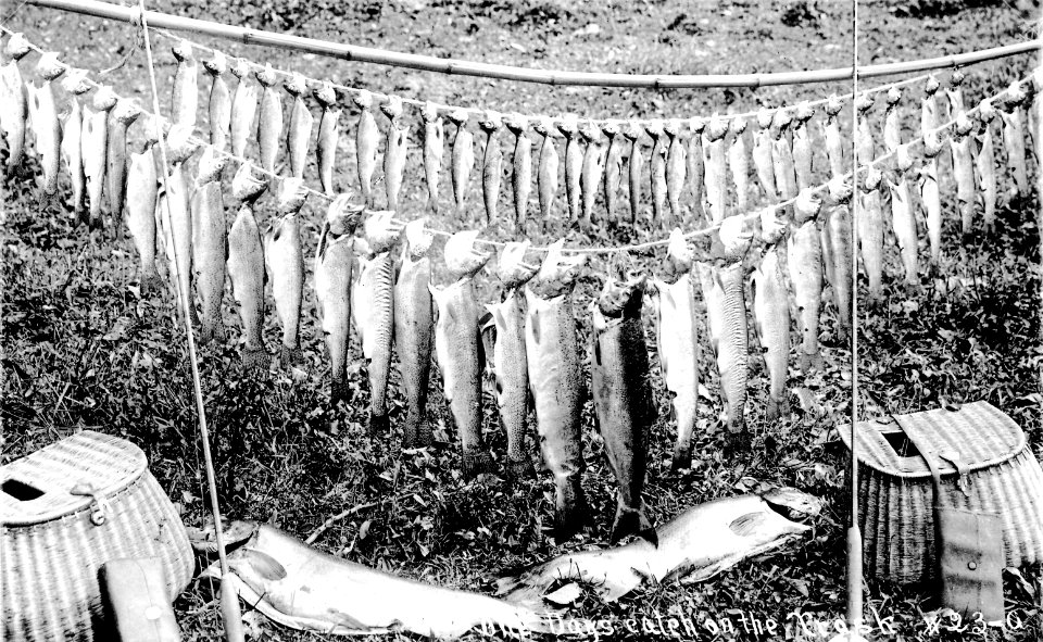 #23-a One Days Catch on the Trask River, OR