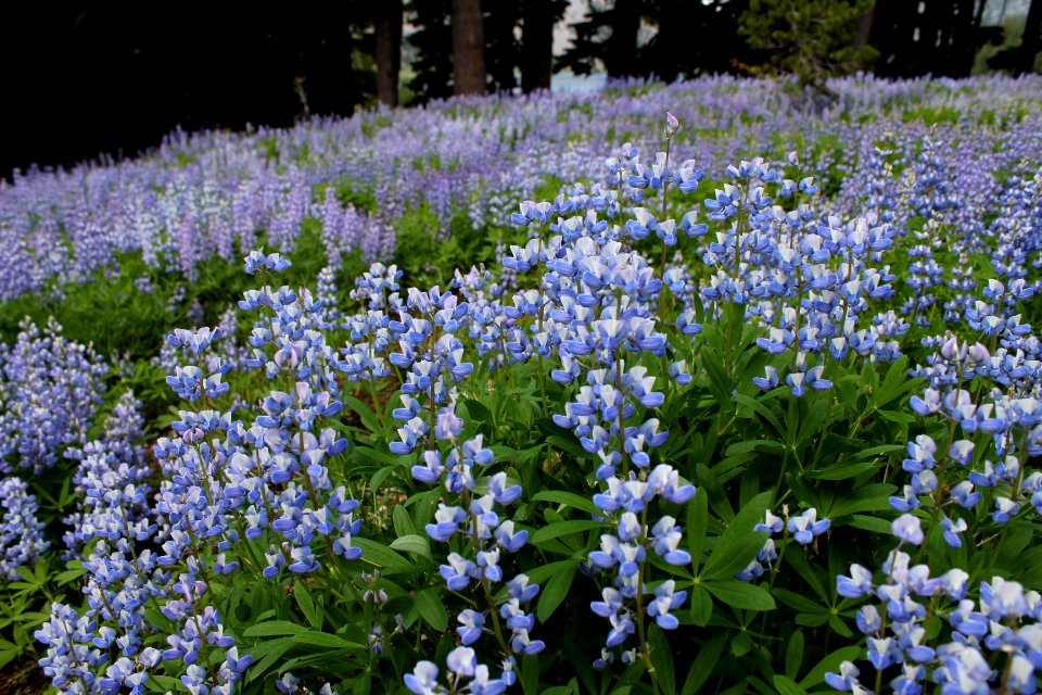 DES 3SIS Lupine3