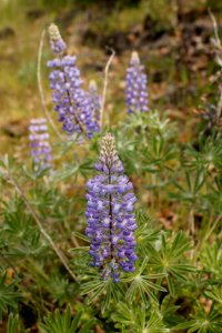 CRG LyleLupine