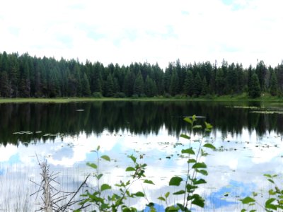 Colville NF Frater Lake June 2020 by Sharleen Puckett 26