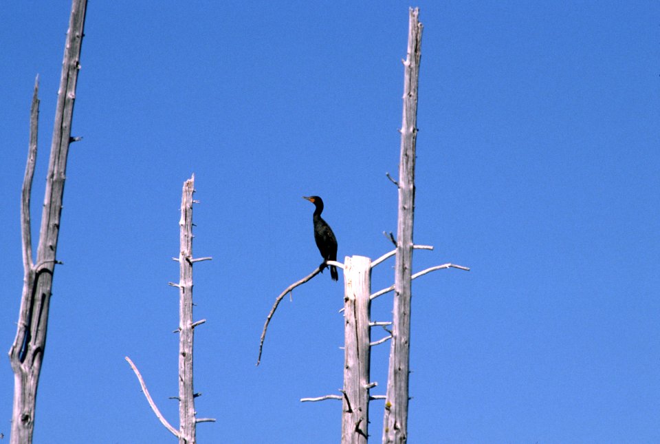 Cormarant Perching.jpg