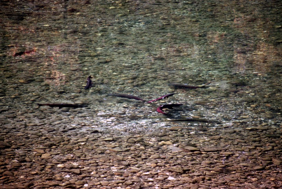 Spawning salmon female sweeps redd