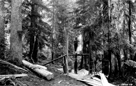 220579 Whip Saw Cutting Cypress, WA 1927