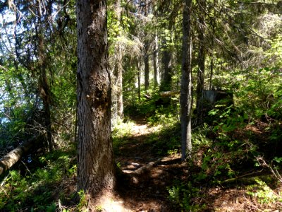 Colville NF Big Meadow Lake Trail trail shade June 2020 by Sharleen Puckett photo