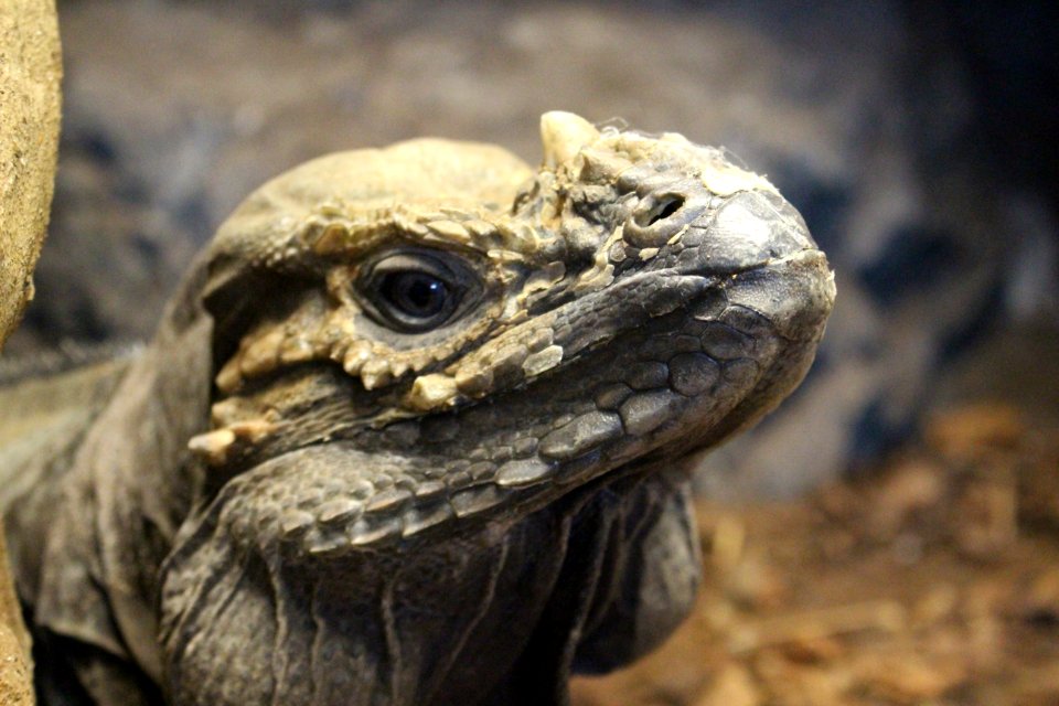Iguana