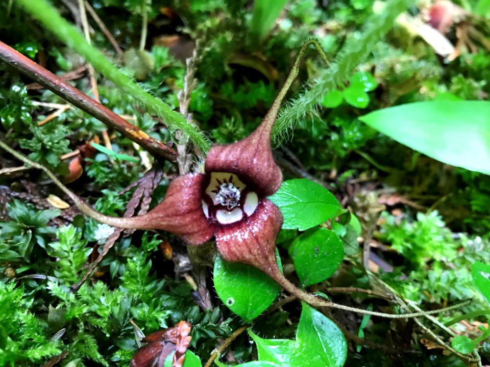 Asarum caudatum, Wild Ginger Amanda Hendrix
