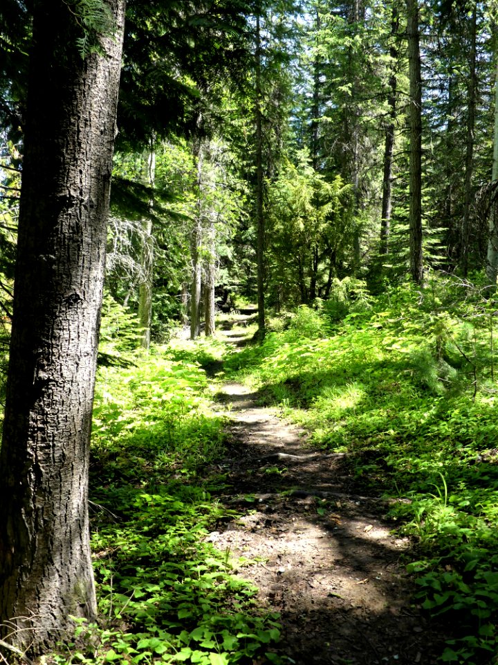 Colville NF Big Meadow Lake Trail trail dapple June 2020 by Sharleen Puckett