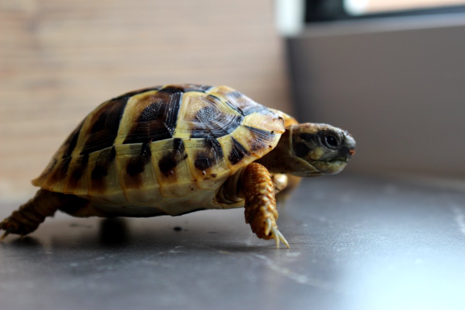 Turtle