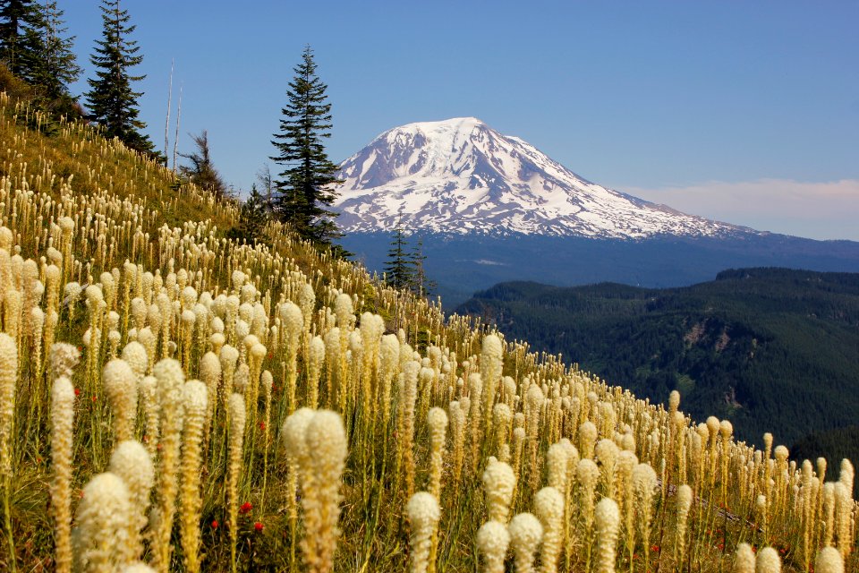 Mount Adams and xerophyllum tenax (beargrass) along Juniper Ridge Trail (261) on the Gifford Pinchot National Forest