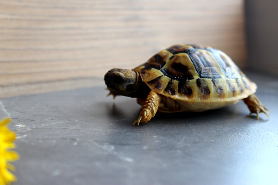 Turtle