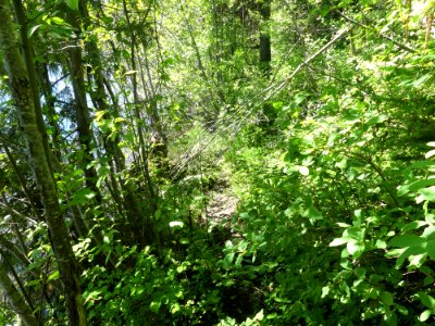 Colville NF Davis Lake Tral June 2020 by Sharleen Puckett 12