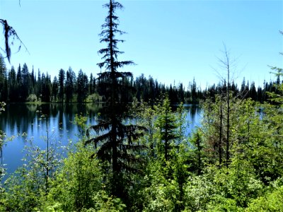 Colville NF Davis Lake Tral June 2020 by Sharleen Puckett 9