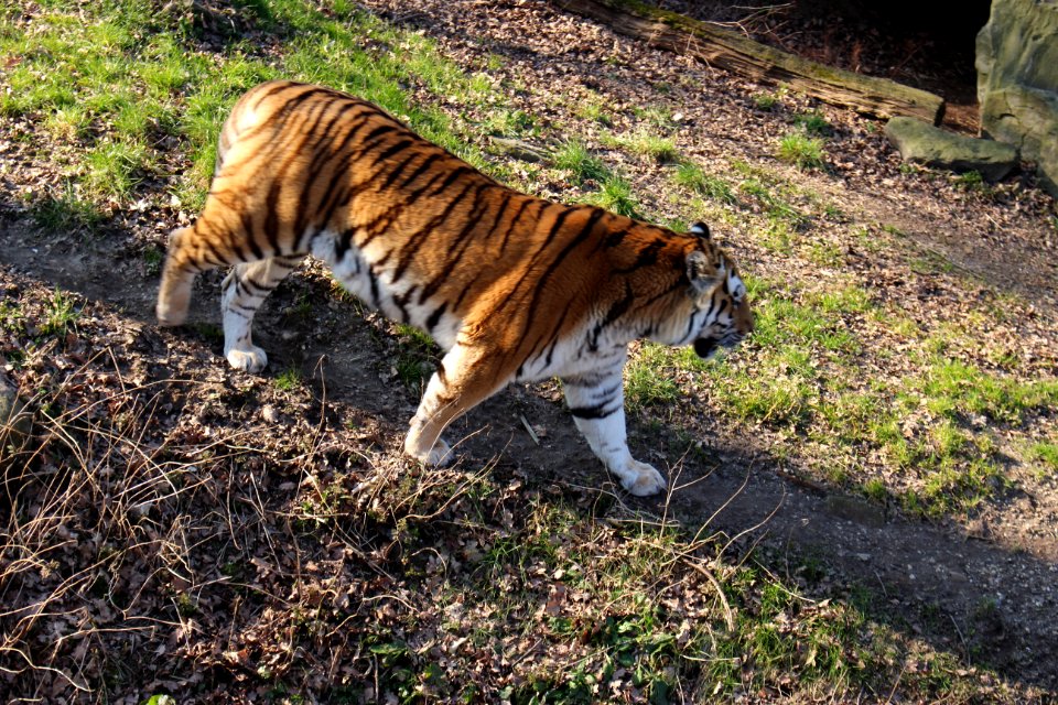 Tiger photo