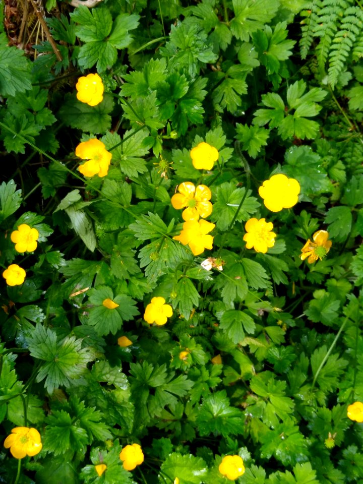Buttercups at Big Four picnic area, Mt. Baker-Snoqualmie National Forest. Photo taken by Anne Vassar June 23, 2020