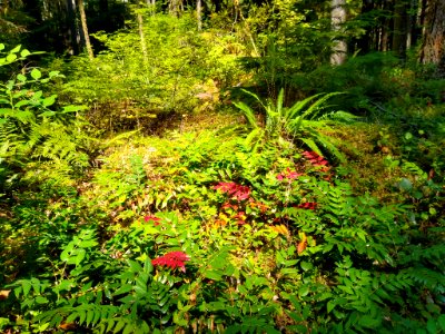 Forest floor along the Old Sauk Trail, Mt. Baker-Snoqualmie National Forest. Photo by Anne Vassar July 30, 2020. photo