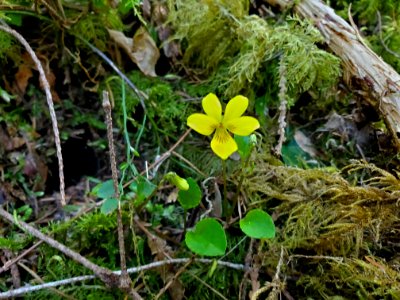 Stream violets on the Mt. Baker-Snoqualmie National Forest. Photo by Anne Vassar April 20/21, 2021.