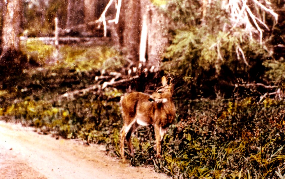 275650 Mule Deer on Roadside, Fremont NF