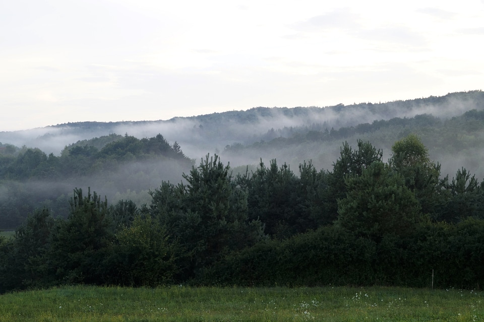 In the evening nature fog photo