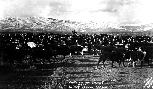 No 909 Cattle on the Desert near Paisley, Central Oregon - Hedlund
