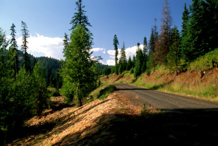 Phillips Creek roads removal, Umatilla National Forest photo