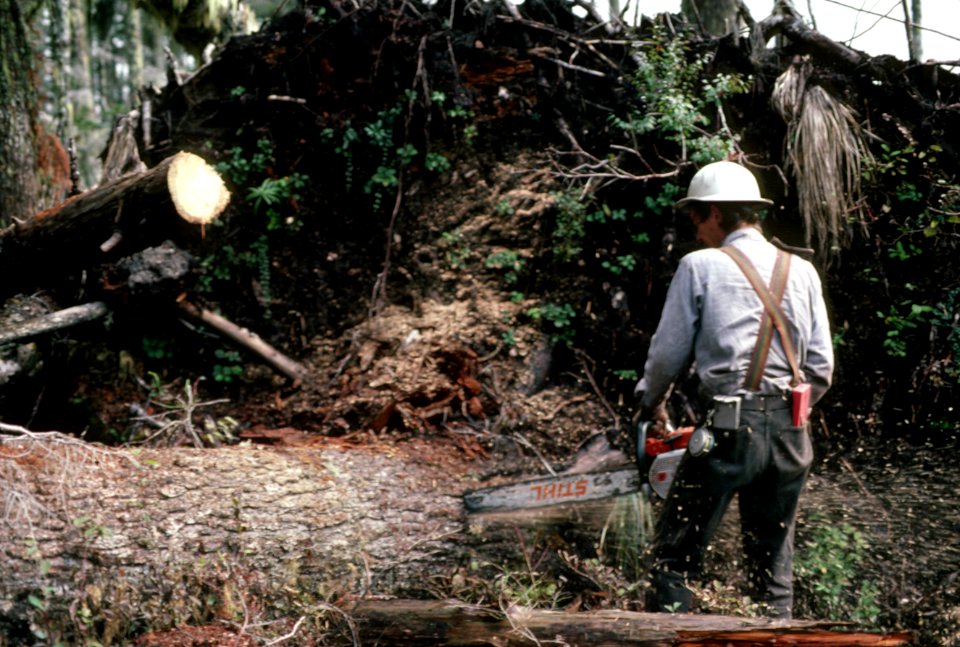Gifford Pinchot National Forest, timber harvest operations.jpg