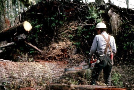 Gifford Pinchot National Forest, timber harvest operations.jpg