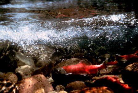 Sockeye Salmon, fisheries-2.jpg