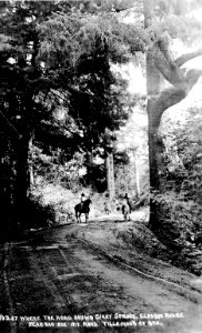 No. 207 Where the Road Shows Giant Spruce