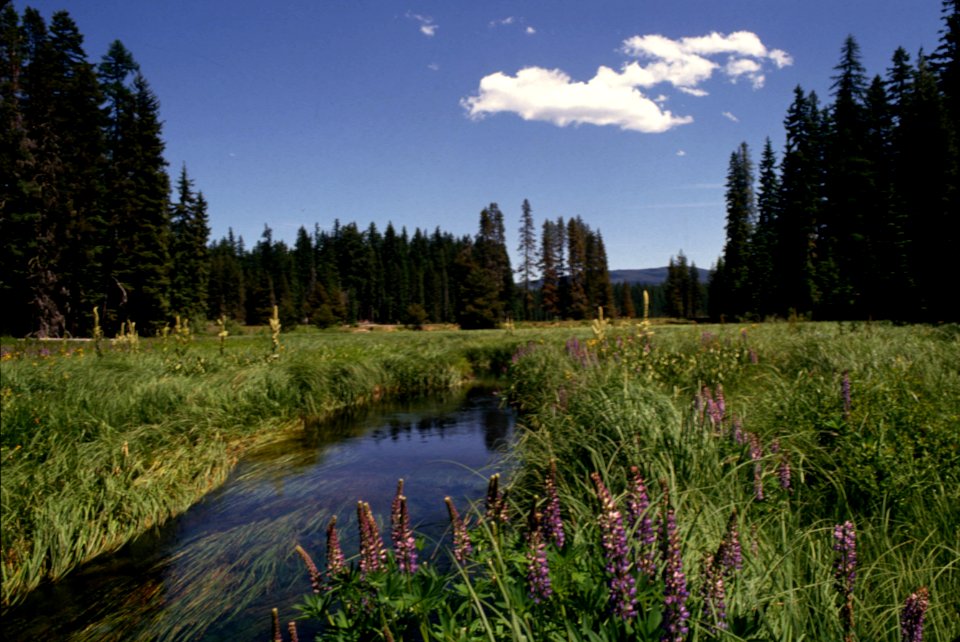 Clackamas River, Mt Hood National Forest.jpg