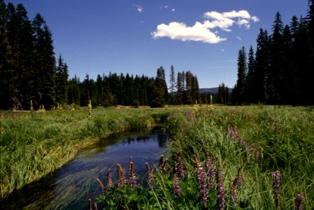 Clackamas River, Mt Hood National Forest.jpg